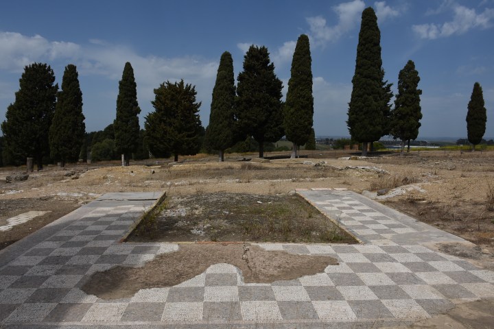 Árboles en Itálica