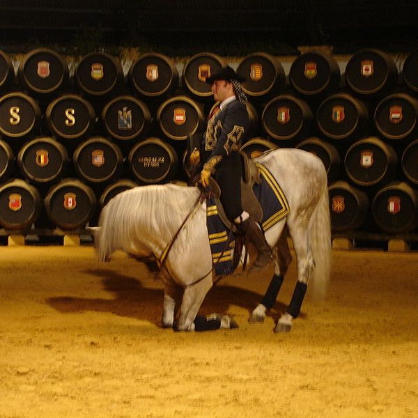 Caballo blanco durante un espectáculo ecuestre
