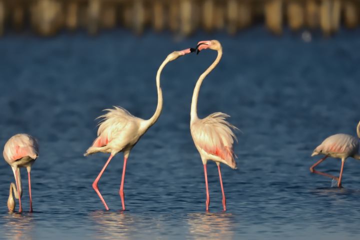 flamencos