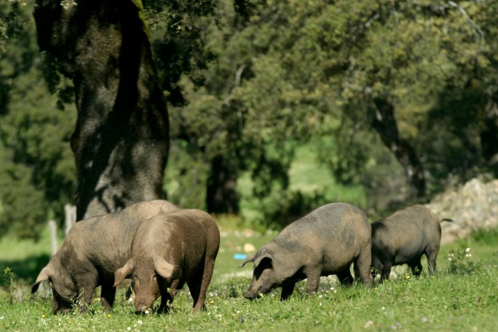 Cerdos negros