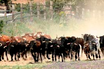 toros