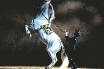 hombre con un caballo blanco